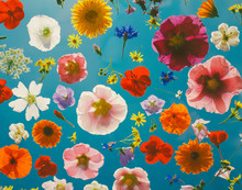 Blooming Colorful Flowers Pattern Background.