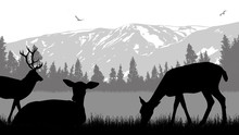 Deers On Wild Nature Landscape