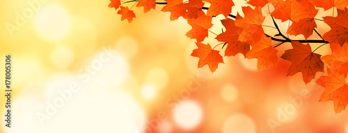 Foto-Schmutzfangmatte - Goldener Herbst (von Thaut Images)