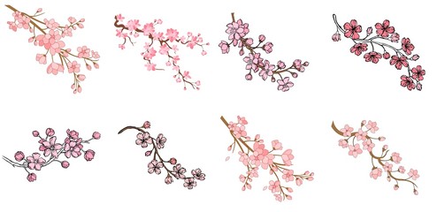 set of branch of sakura with flowers and leaves on white background. cherry blossom spring design. v