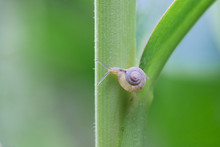 A Snail On A Stem Of A Plant With Green Background.