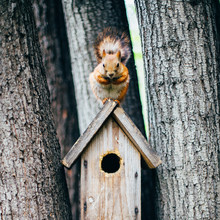 Squirrel Sitting On The Birdhouse Between Tree Trunks