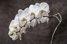 Close-up Of White Orchids In Bloom