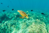 Fototapeta  - Turtle over the Reef