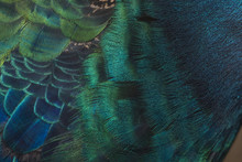 Peacock Feather For Background