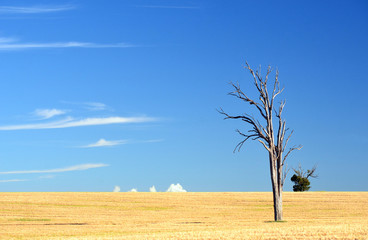 Dry rural landscape of a dead leafless gumtree in field near Iandra, NSW, Australia. Drought and climate change concepts.