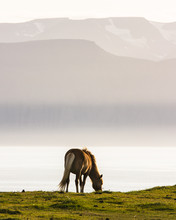 An Icelandic Horse Grazing In The Evening Sun
