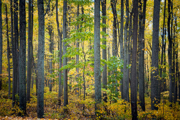  Autumn Leaves in Forest