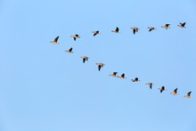 Flock Of Wild Geese Flying