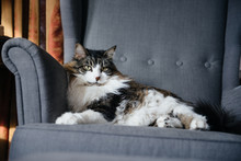 Large Maine Coon Cat Relaxes Like Royalty In A Living Room Chair