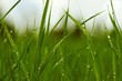 © Marija Anicic/Stocksy - View of rain drops on blades of green grass in spring