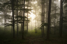 Enchanted Woods With Fog And Light Trough Trees