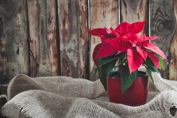 Christmas poinsettia isolated on the vintage wooden background.