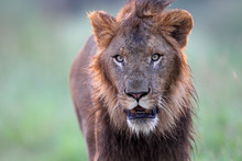 Portrait Of A Male Lion