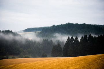 Smoky Trees 2