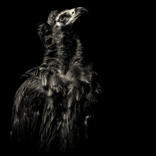 Cinereous Vulture In Monochrome