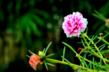 Wall Mural - red light flower