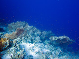 Fototapeta Do akwarium - Unterwasser Ägypten