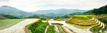 Terraced Rice Field Panorama With Stunning Scenery