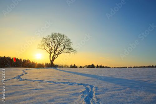 Plakat Zima zmierzchu krajobraz z drzewem.