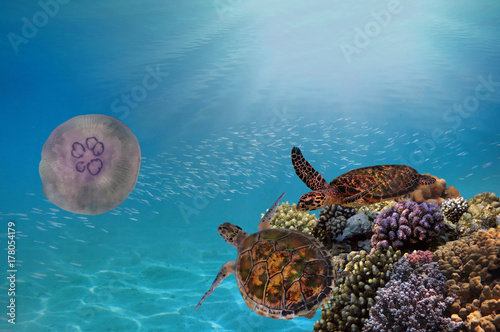 Zdjęcie XXL Dwa podwodne zielone żółwie morskie