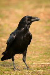 Brigh black plumage of a crow