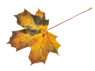 Wall Mural - autumn leaf on white