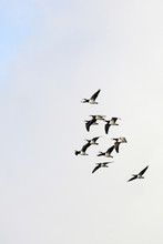 Barnacle Geese In Flight