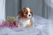 © Евгения Шихалеева - Cavalier King Charles Spaniel