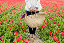 Legs Of A Woman With A Straw Basket Standing In A Field Of Red Tulips
