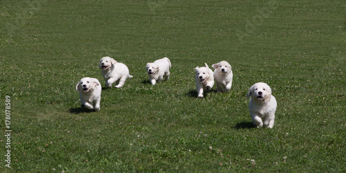 Puppy Golden Retriever Puppies Running Around On The Meadow Stock Photo Adobe Stock