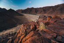 Desert Plant On A Mountain Overlooking A Valley And The Orange River