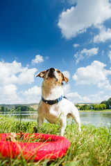 Wall Mural - Charming Jack Russel Terrier chewing rubber toy ring while playing on green meadow in sunlight.