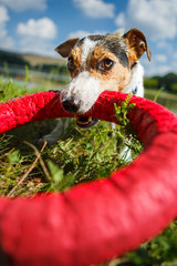 Wall Mural - Charming Jack Russel Terrier chewing rubber toy ring while playing on green meadow in sunlight.