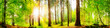 canvas print picture - Beautiful forest panorama with big trees and bright sun
