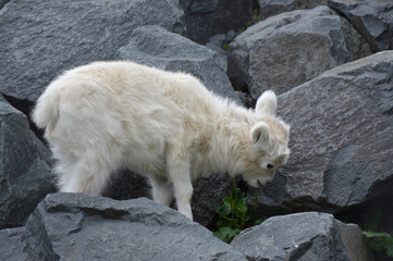 Wall Mural - Dall Sheep