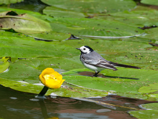 Wagtail - Motacilla alba