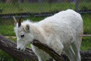 Wall Mural - Dall Sheep