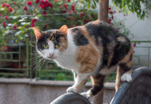 Three-colored Stray Cat Outdoors