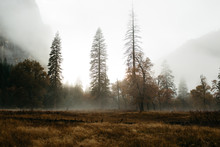 Fog In A Mountain Valley Field With Pine Tree
