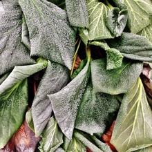 Close Up Of Frost On Leaves