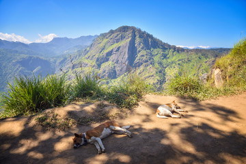 Wall Mural - mountain in Sri Lanka, view of Ella Rock