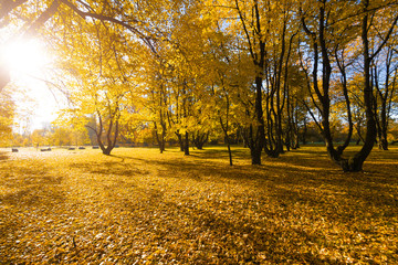  Bright fallen leaves in autumn forest at sunny weather. Fall maple trees. Yellow nature background