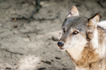  Loup