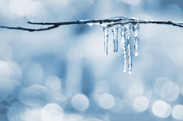 Wall Mural - Brilliant icicles on the branches of  tree in the sunlight