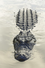 American Alligator Floating In Water