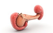 3d rendered Digital illustration of pancreas and spleen in white background