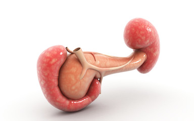 3d rendered digital illustration of pancreas and spleen in white background