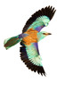 The European roller (Coracias garrulus) is flying with open wings in the grassland