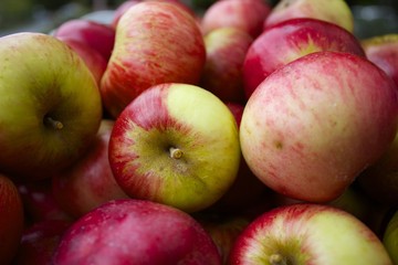 Wall Mural - Apple Pile